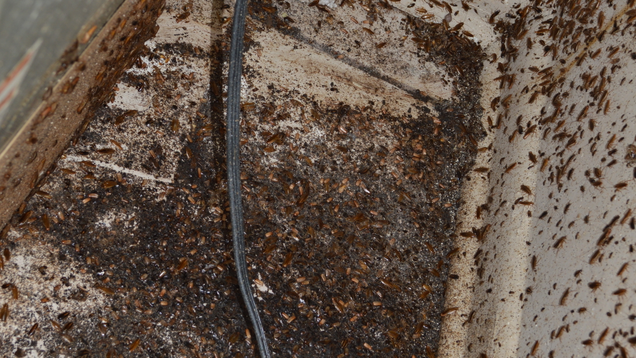 The back of a fridge, rich in water and food, is a common hot spot for roaches, though few infestations reach this point.